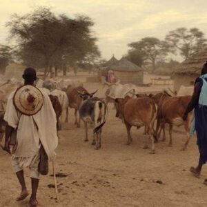 Mein Sohn, der Soldat (DVD) Alasane Diong Omar Sy Mathieu Vadepied – Bild 9